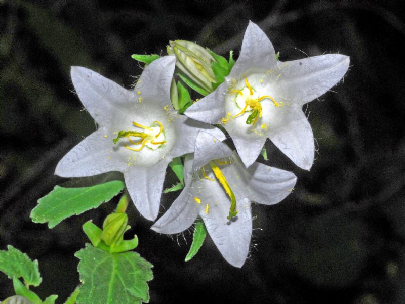 Fiori bianchi in Val Ferret:  Campanula trachelium